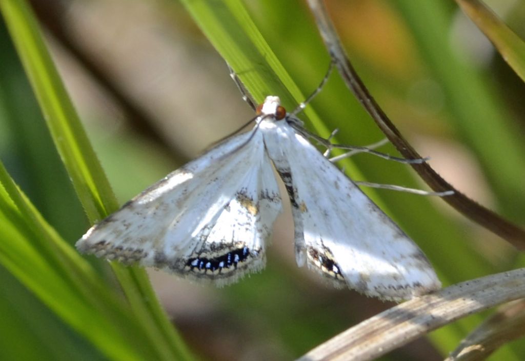 Falena id. - Cataclysta lemnata